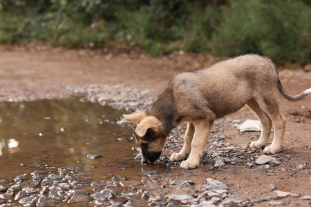 Cute stray dog near puddle outdoors. Homeless petの写真素材