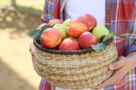Man with wicker basket full of fresh apples and green leaves outdoors, closeupの写真素材