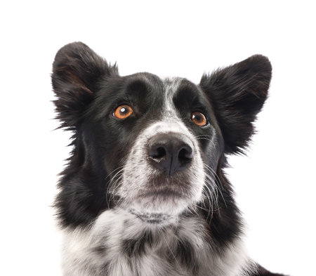 Cute Border Collie dog on white backgroundの写真素材