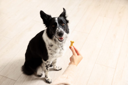 Woman giving tasty bone shaped dog cookie to her adorable Border Collie indoors, closeup. Space for text
