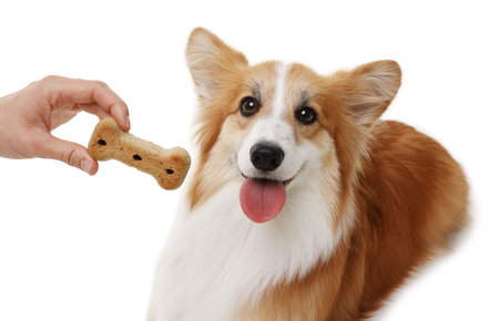 Woman giving tasty bone shaped dog cookie to her Welsh Corgi on white background, closeupの写真素材