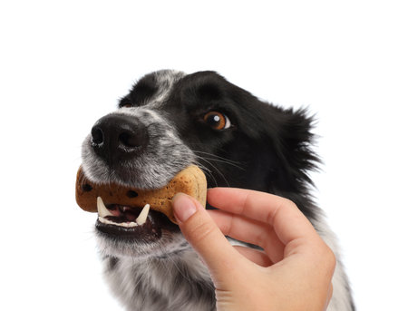 Woman giving tasty bone shaped dog cookie to her adorable Border Collie on white background, closeupの写真素材