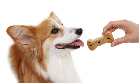 Woman giving tasty bone shaped dog cookie to her Welsh Corgi on white background, closeupの写真素材
