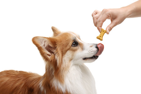 Woman giving tasty bone shaped dog cookie to her Welsh Corgi on white background, closeupの写真素材