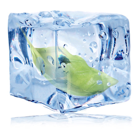 Fresh basil leaf inside ice cube on white backgroundの写真素材