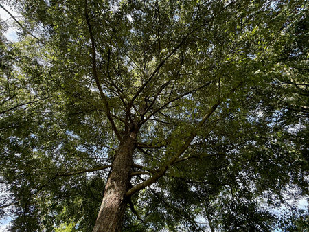 Beautiful tree with green leaves growing under blue sky, bottom view