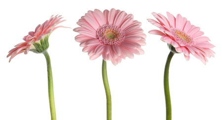 Pink gerbera flowers isolated on white, setの写真素材