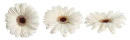 Beautiful gerbera flowers isolated on white, setの写真素材
