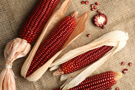Ripe red corn cobs and kernels on burlap fabric, flat layの写真素材