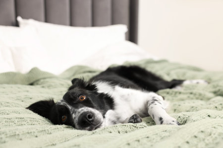 Pet friendly hotel. Cute dog on bed indoorsの写真素材