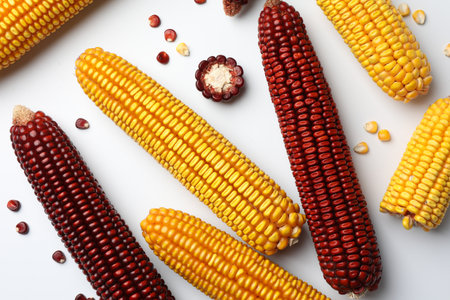 Red and yellow corn cobs with kernels on white background, flat layの写真素材
