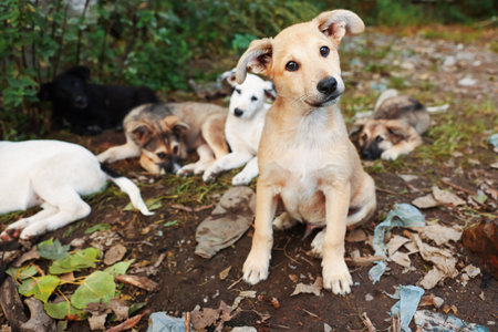 Many cute stray dogs outdoors. Homeless petの写真素材