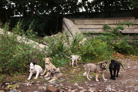 Many different stray dogs outdoors. Homeless petの写真素材