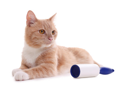 Cute cat and lint roller on white backgroundの写真素材