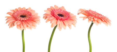 Pink gerbera flowers isolated on white, setの写真素材