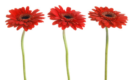 Red gerbera flowers isolated on white, setの写真素材