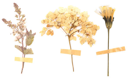 Dried and pressed flowers with adhesive tape pieces isolated on white, setの写真素材