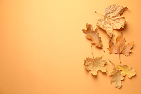 Beautiful autumn leaves on pale orange background, flat lay. Space for textの写真素材