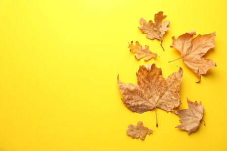 Beautiful autumn leaves on yellow background, flat lay. Space for textの写真素材