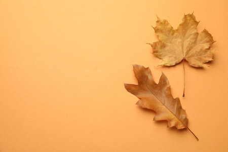 Beautiful autumn leaves on pale orange background, flat lay. Space for textの写真素材