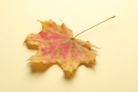 Beautiful autumn leaf on beige background, closeupの写真素材