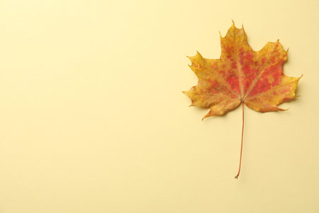 Beautiful autumn leaf on beige background, top view. Space for text