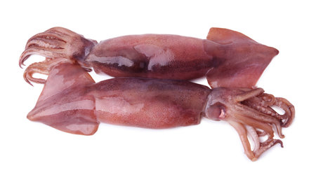Two fresh raw squids isolated on white, top view