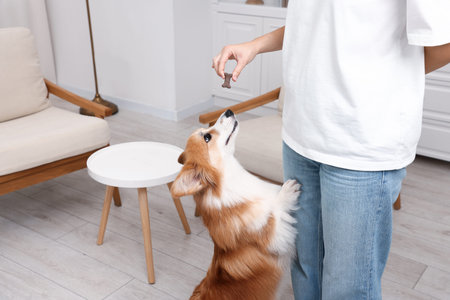Woman giving tasty bone shaped dog cookie to her Welsh Corgi at home, closeup. Space for textの写真素材