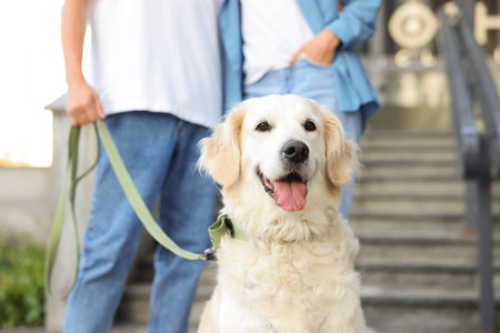 Couple with their adorable golden retriever dog in on city street, closeup