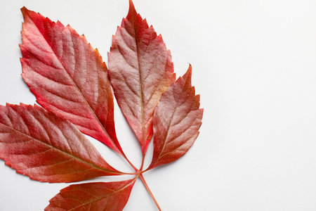 Beautiful autumn leaves on white background, top view. Space for textの写真素材