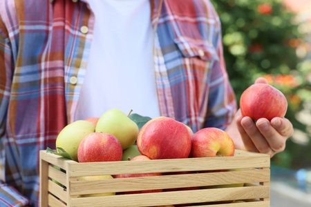 Man with wooden crate full of fresh apples and green leaves outdoors, closeupの写真素材