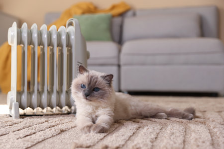 Adorable cat warming near electric heater on carpet at homeの写真素材