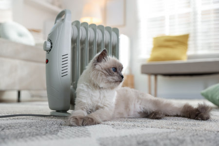 Adorable cat warming near electric heater on carpet at home, closeupの写真素材