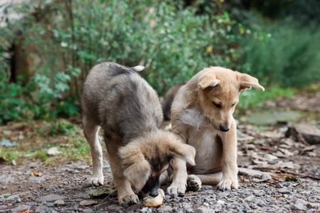 Cute stray dogs with piece of bread outdoors. Homeless petの写真素材