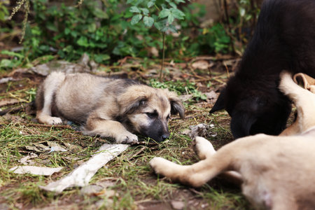 Cute stray dogs outdoors, closeup. Homeless petの写真素材
