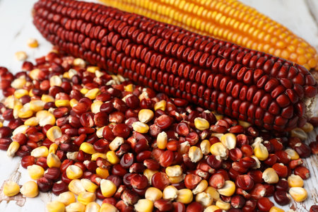 Red and yellow corn cobs with kernels on table, closeupの写真素材