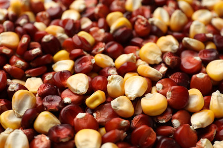 Kernels of red and yellow corn as background, closeupの写真素材