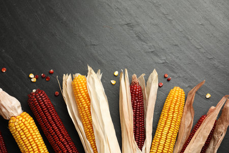 Red and yellow corn cobs on dark textured table, flat lay. Space for text
