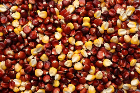 Kernels of red and yellow corn as background, top viewの写真素材