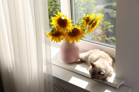 Beautiful sunflowers in vase and cat on window sill indoorsの写真素材