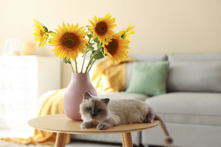 Beautiful sunflowers in vase and cat on wooden coffee table indoors. Space for textの写真素材