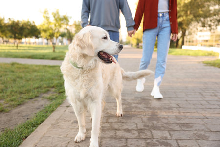 Couple with their adorable golden retriever dog in park, closeupの写真素材