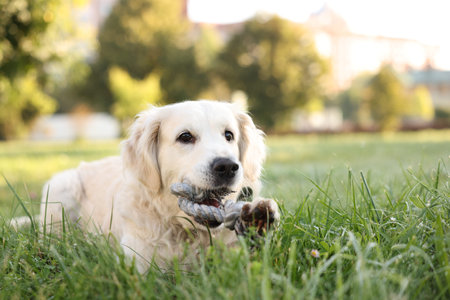 Beautiful golden retriever dog with toy on green grass in park
