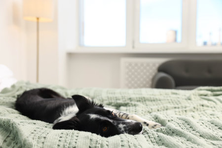 Pet friendly hotel. Cute dog on bed indoors, space for textの写真素材