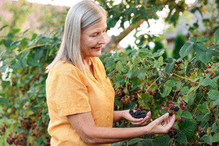 Senior woman picking ripe blackberries from bush in gardenの写真素材