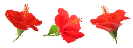 Three bright red hibiscus flowers isolated on white, setの写真素材