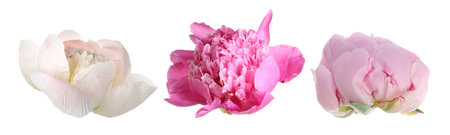 Three peony flowers isolated on white, setの写真素材