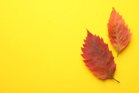 Beautiful autumn leaves on yellow background, flat lay. Space for text