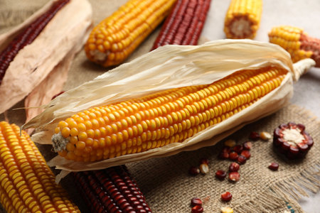 Red and yellow corn cobs with kernels on table, closeup