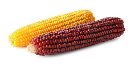 Fresh red and yellow corn cobs isolated on white